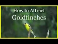 How to Attract Goldfinches to your Feeders