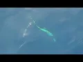 Download Lagu Mancing Big Tuna Umpan plastik part 2