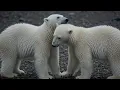 Why Hundreds of Polar Bears Come to One Small Town Every Autumn