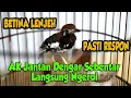 Download Lagu ANIS KEMBANG BETINA MEMANGGIL JANTAN, ANIS KEMBANG BETINA NRITIK