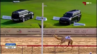 صايد الرموز ميحد حمد هجن 