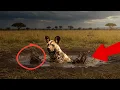 Download Lagu A Hyena Fell into Quicksand — Until This Ranger Did Something No One Expected