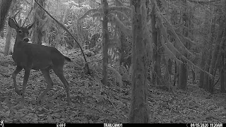 Checking Trail Cameras