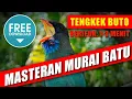 Download Lagu MASTERAN MURAI BATU 🔴 suara tengkek buto untuk menambah variasi materi. Berjeda 1-3 menit