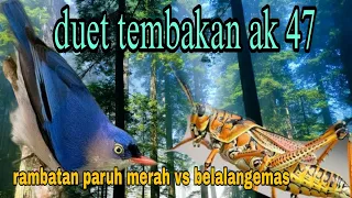 duet tembakan panjang rambatan paruh merah vs belalangemas