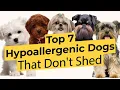 Top 7 Low Energy Hypoallergenic Dogs That Don t Shed