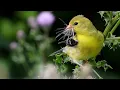 American Goldfinch Bird In The Spotlight