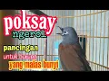 Download Lagu BURUNG POKSAY mantel GACOR,PANCINGAN AMPUH UNTUK POKSAY YANG MALAS BUNYI
