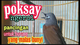 Download BURUNG POKSAY mantel GACOR,PANCINGAN AMPUH UNTUK POKSAY YANG MALAS BUNYI MP3