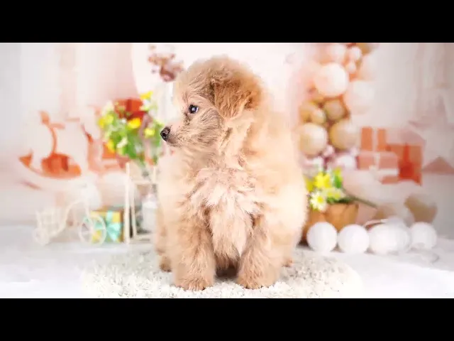 動画