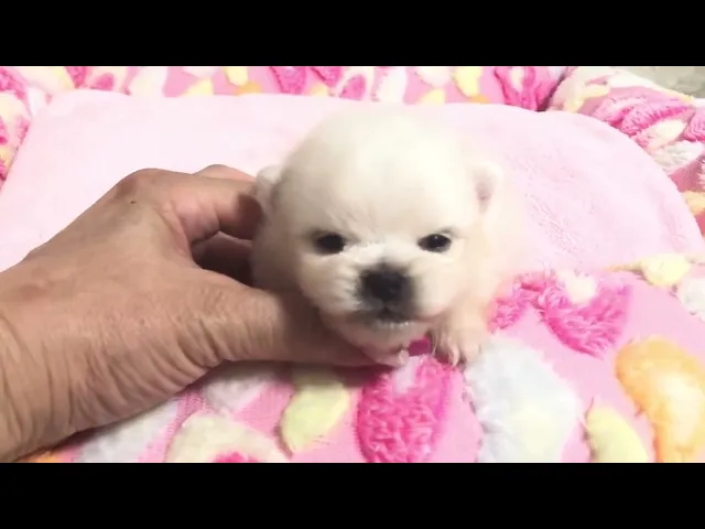 動画