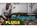 Making St Augustine Grass Plugs From Sod Palmetto St Augustine
