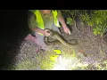 How To Catch A Python