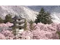 Lagu 日本三大桜名所 ( 吉野山 / 高遠城址 / 弘前公園 ) [HD]
