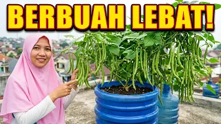 LAHAN MEPET NEKAT TANAM BUNCIS DI GALON BEKAS TERNYATA HASILNYA BIKIN NAGIH PENGEN TANAM TERUS