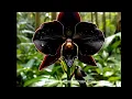 Lagu “Mengenal Anggrek Hitam (Coelogyne pandurata), Flora Endemik Kalimantan”