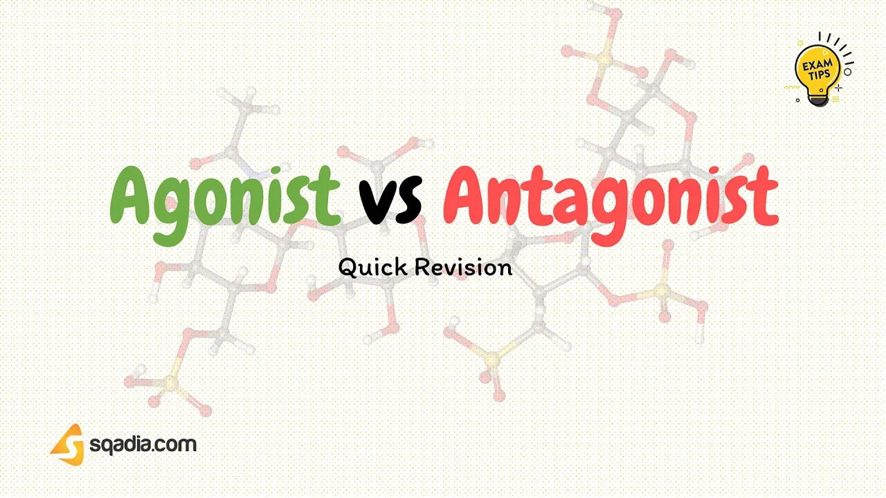 Agonist vs Antagonist | Drug Receptor Affinity | Neurotransmitter | Pharmacology