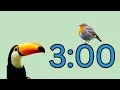 3 minute timer with music for classroom Birds
