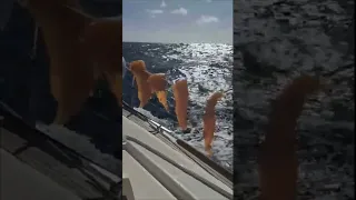 Drying Mahi Mahi While Sailing ⛵🐟 #Shorts