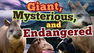 brazilian tapir the giants of the rainforest