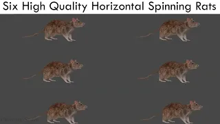 Six High Quality Horizontal Spinning Rats Short Version 