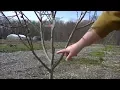 INCREASE the LIFE \u0026 HEALTH of your PEACH TREE by Pruning