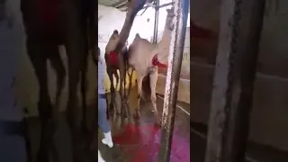 اغنيه عشنا وشفنا يا بشر الظلم 