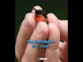 Download Lagu Burung Terkecil di Dunia 😱🔥#shorts #burung