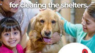 ShotVet - Thanks for Clearing The Shelters