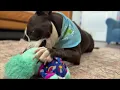 Molly | Confident, toy-obsessed, petite powerhouse