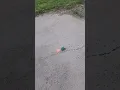 tortoise by fox fireworks demo