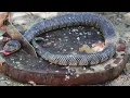 Download Lagu Giant Snake Soup - Delicious Big Python Boil For Food - Wilderness Food