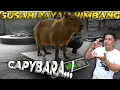Lagu TERNYATA CAPYBARA KALO PUP HARUS DIDALEM AIR GINI YA..!?