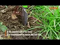 VEVOR Steel Landscape Edging - Easy Install Rust-Proof Borders for Clean Stylish Gardens