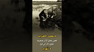 لا تحاول الاقتراب فحين يتعلق الأمر بصغيرها تتحول الأم إلى قوة  لا ت هزم اكسبلور لايك ترند تحفيز دندنها