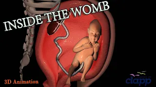 What Does a Baby Do Inside the Womb? Amazing Baby Movements (Baby Kicking, Turning & Nuchal Cord)