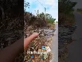 Download Lagu DIT KAN ECHT NIET MENSEN AAN DE ENE KANT WORDT ER SCHOON GEMAAKT EN ZIE HIER.