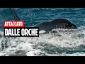 Download Lagu Attaccato dalle orche nello Stretto di Gibilterra: \