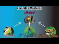 MASTER BURUNG - Masteran Burung Lovebird Vol. 2 ( kompilasi kenari, tengkek dan belalang emas )