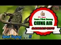 Download Lagu Suara Pikat Burung Ciung Air. Sangat Ampuh. Durasi Panjang.