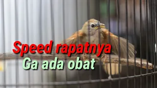 tepus pipi perak speednya sunggu rapat