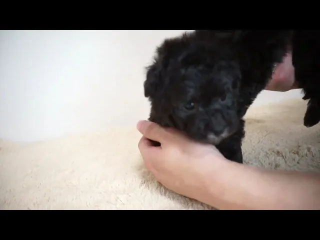 動画