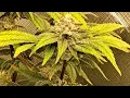 indoor cannabis grow in Missouri highlight Greenpoint Seeds