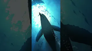 المخ   ابراهيم اكس   حماده الحوت  ريمكس       دندنها