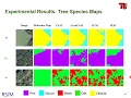 Weakly Supervised Semantic Segmentation for Tree Species Classification Based on Explanation Methods