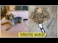 I GAVE MY YORKIEPOO AN UGLY HAIRCUT