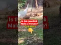 Download Lagu I'm thinking a female peachick... what do you guys think? 🤔 #birdtrend #viral #peafowl #ytshorts #4u