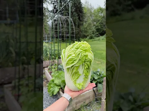 شوفوا حبة الخس 🥬 الملفوف سبحان الخالق المصور 😍