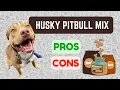 HUSKY PITBULL MIX Pitsky Pro s Con s