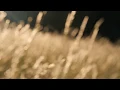 Download Lagu Wind Blowing Across The Forest Meadow / Wind Through The Grass, Crickets,...